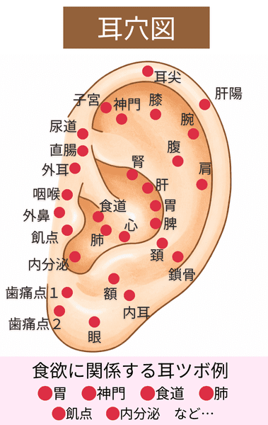 耳ツボ 耳穴図